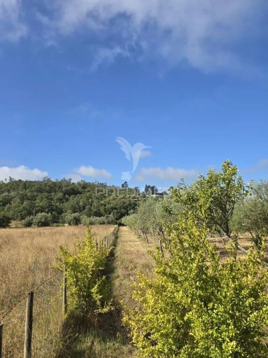 Terreno para Venda em Vila Seca e Bem da Fé Foto 18