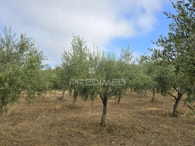 Terreno para Venda em Vila Seca e Bem da Fé Foto 2