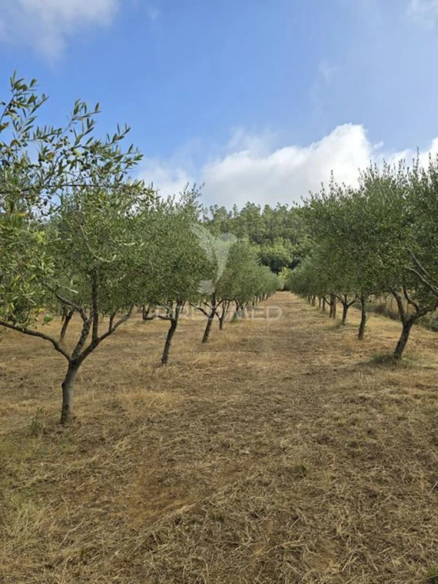 Terreno para Venda em Vila Seca e Bem da Fé Foto 20