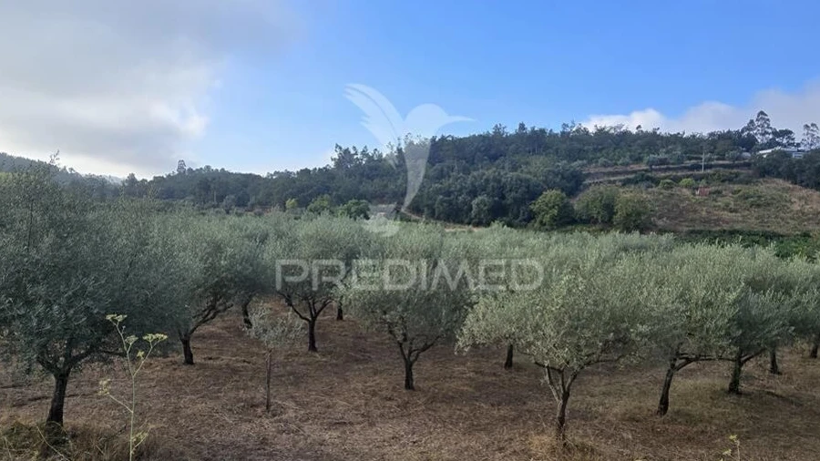 Terreno para Venda em Vila Seca e Bem da Fé