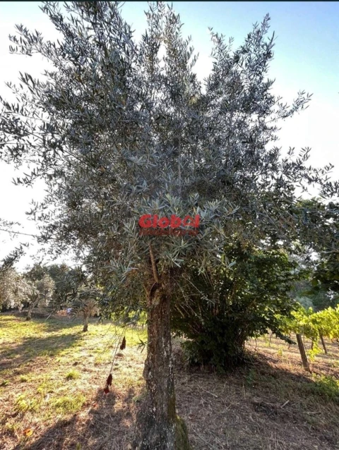 Terreno para Venda em São João de Lourosa