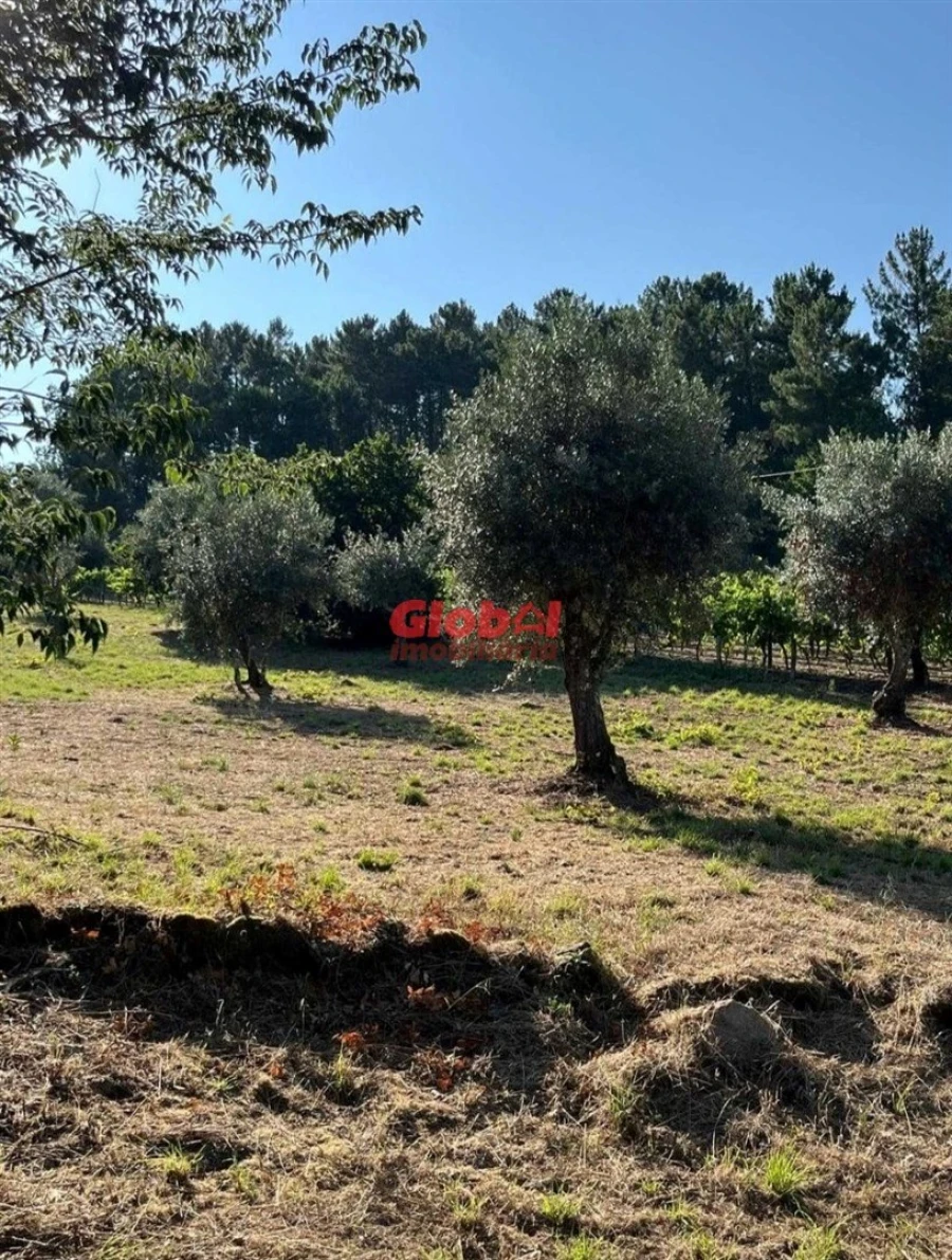 Terreno para Venda em São João de Lourosa Foto 3