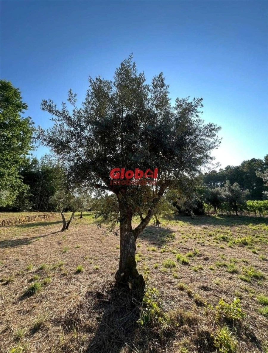 Terreno para Venda em São João de Lourosa Foto 4