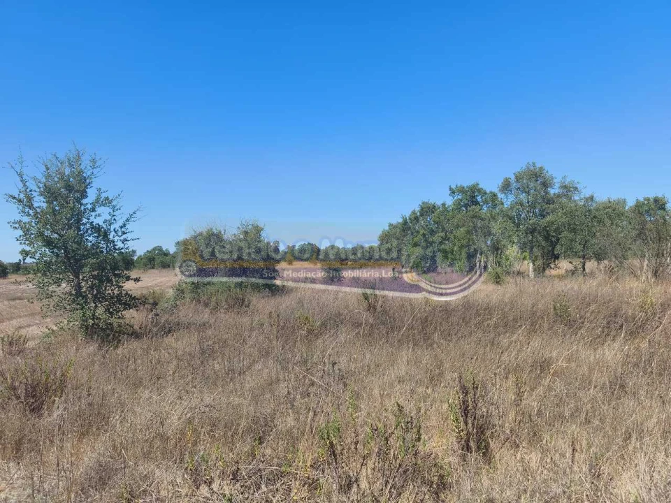 Terreno para Venda em Glória do Ribatejo e Granho Foto 7