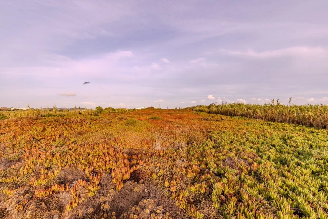 Terreno para Venda em Encarnação Foto 14