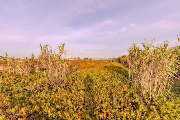 Terreno para Venda em Encarnação Foto 13