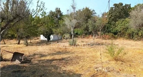 Quinta T4 para Venda em Ribeira de Nisa e Carreiras