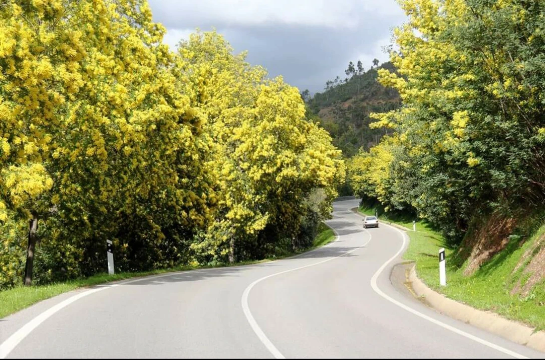 Terreno para Venda em Monchique Foto 13