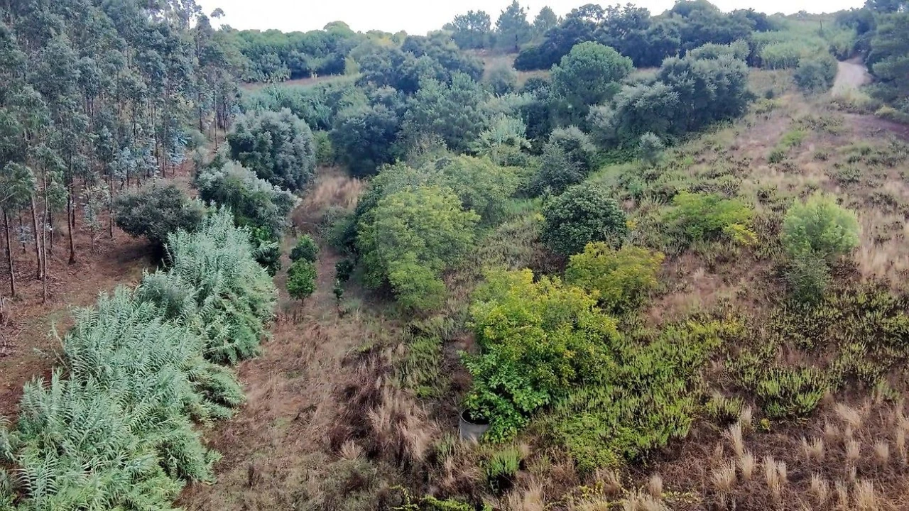 Terreno para Venda em Azambuja Foto 9