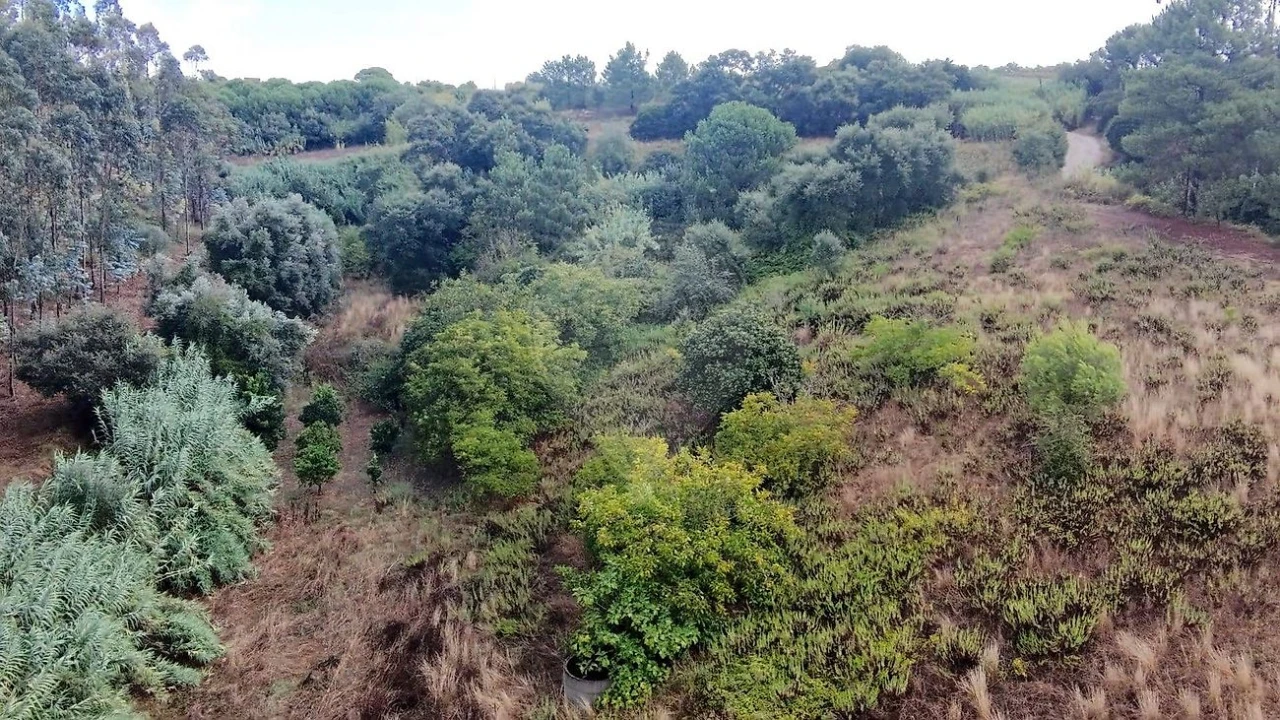 Terreno para Venda em Azambuja Foto 7