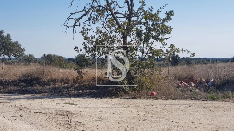 Terreno para Venda em Arez e Amieira do Tejo Foto 5