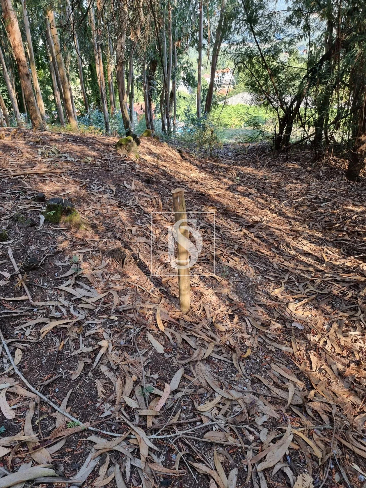Terreno para Venda em Arões (São Romão) Foto 5