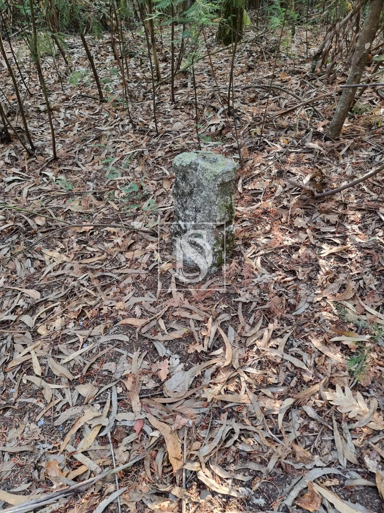Terreno para Venda em Arões (São Romão) Foto 4