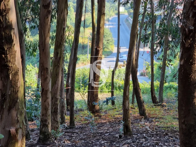 Terreno para Venda em Arões (São Romão) Foto 2