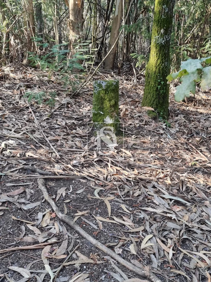 Terreno para Venda em Arões (São Romão) Foto 3