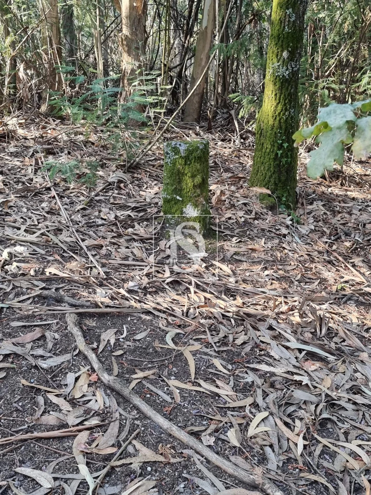 Terreno para Venda em Arões (São Romão) Foto 3