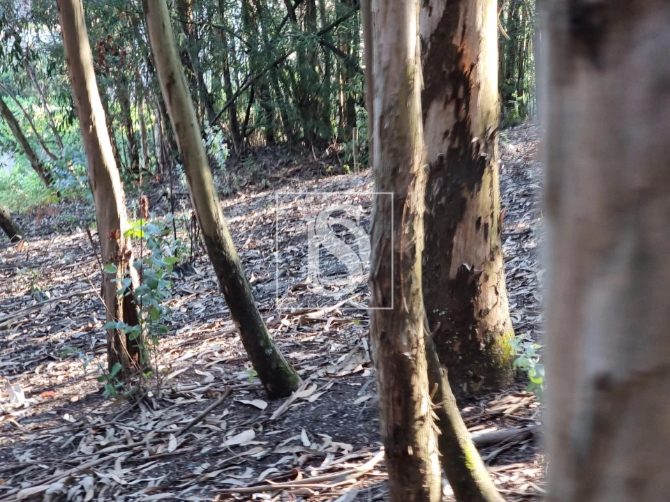 Terreno para Venda em Arões (São Romão) Foto 6