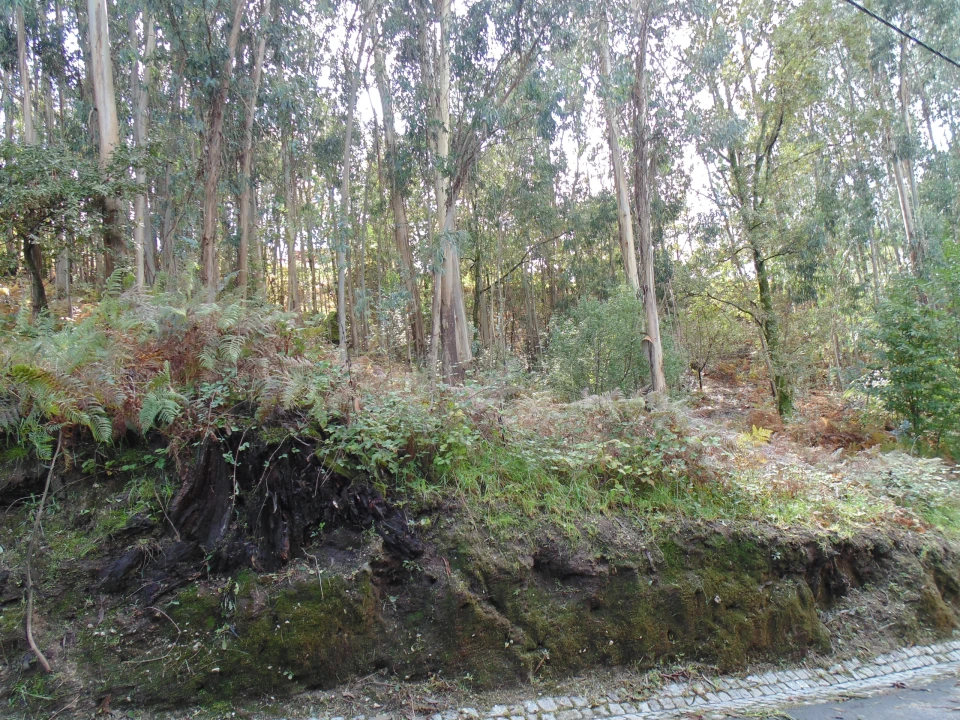 Terreno para Venda em Antime e Silvares (São Clemente) Foto 4