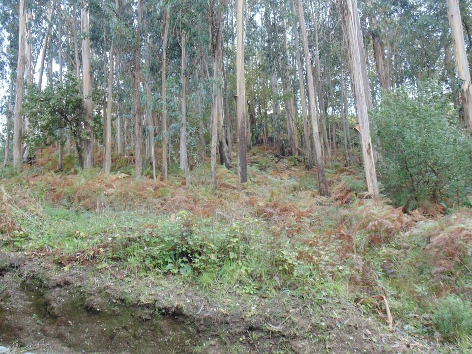 Terreno para Venda em Antime e Silvares (São Clemente) Foto 6