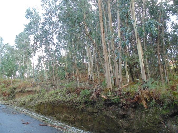 Terreno para Venda em Antime e Silvares (São Clemente) Foto 7