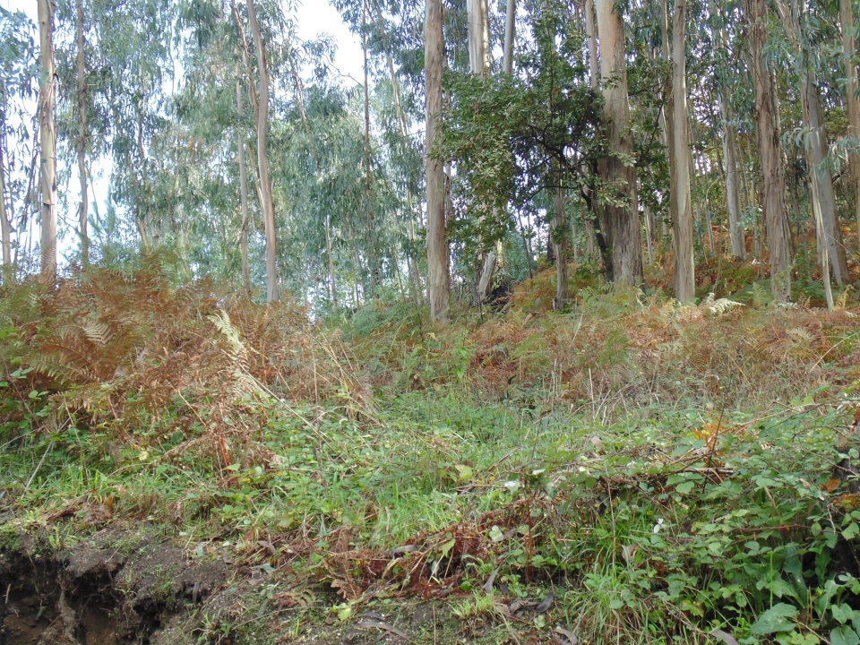 Terreno para Venda em Antime e Silvares (São Clemente) Foto 1