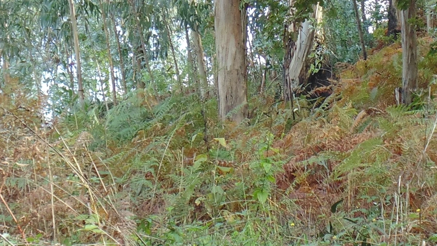 Terreno para Venda em Antime e Silvares (São Clemente)