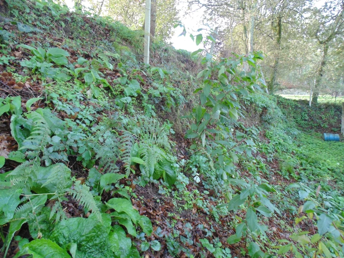 Terreno para Venda em Antime e Silvares (São Clemente) Foto 2