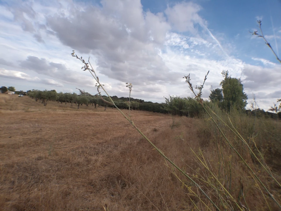 Terreno Agricola ou Rústico para Venda em Barbacena e Vila Fernando Foto 4