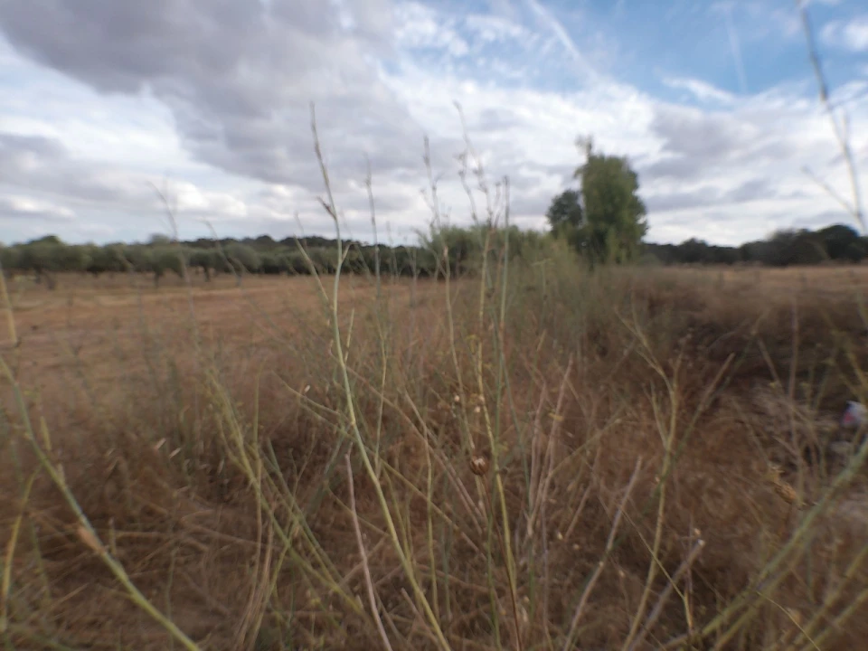Terreno Agricola ou Rústico para Venda em Barbacena e Vila Fernando Foto 5