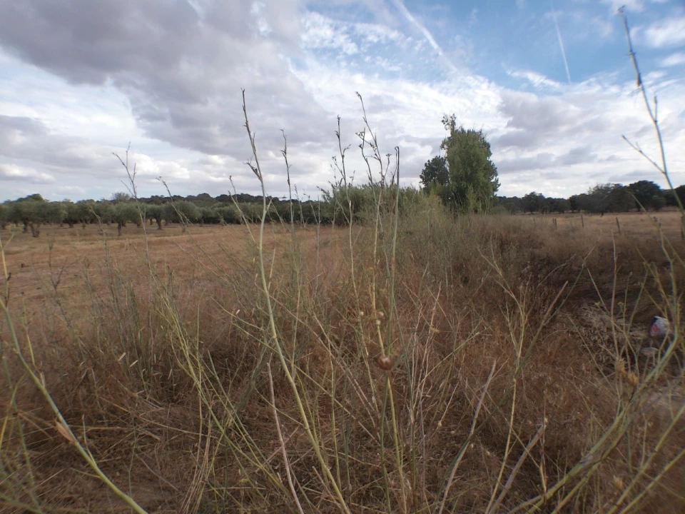 Terreno Agricola ou Rústico para Venda em Barbacena e Vila Fernando Foto 6