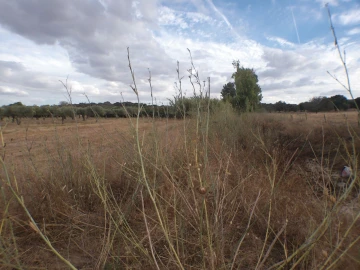 Terreno Agricola ou Rústico para Venda em Barbacena e Vila Fernando
