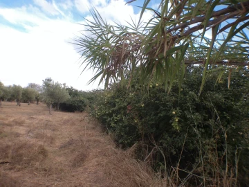 Terreno Agricola ou Rústico para Venda em Barbacena e Vila Fernando