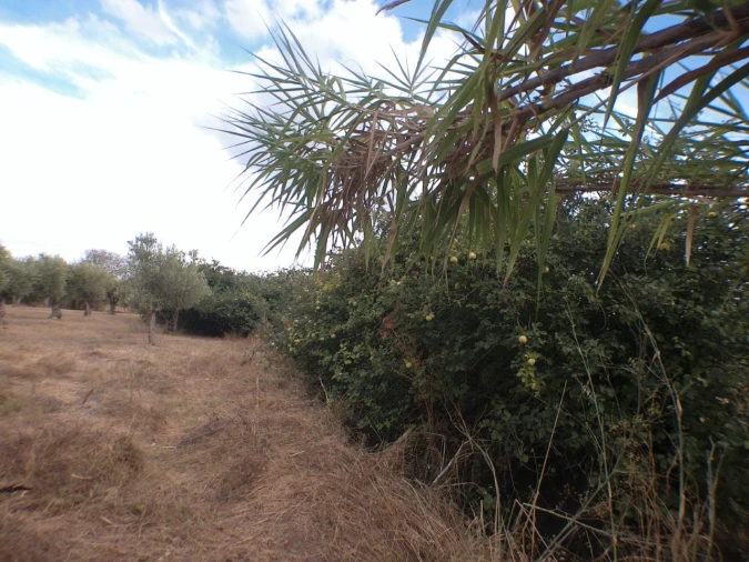 Terreno Agricola ou Rústico para Venda em Barbacena e Vila Fernando Foto 8