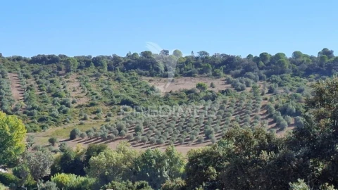 Terreno para Venda em Malhou, Louriceira e Espinheiro