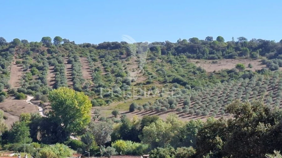 Terreno para Venda em Malhou, Louriceira e Espinheiro Foto 2