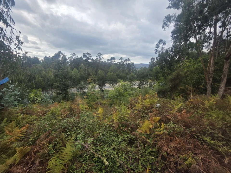 Terreno para Venda em Ruivães e Novais Foto 1