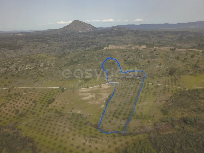 Terreno Misto para Venda em Monsanto e Idanha-A-Velha Foto 3