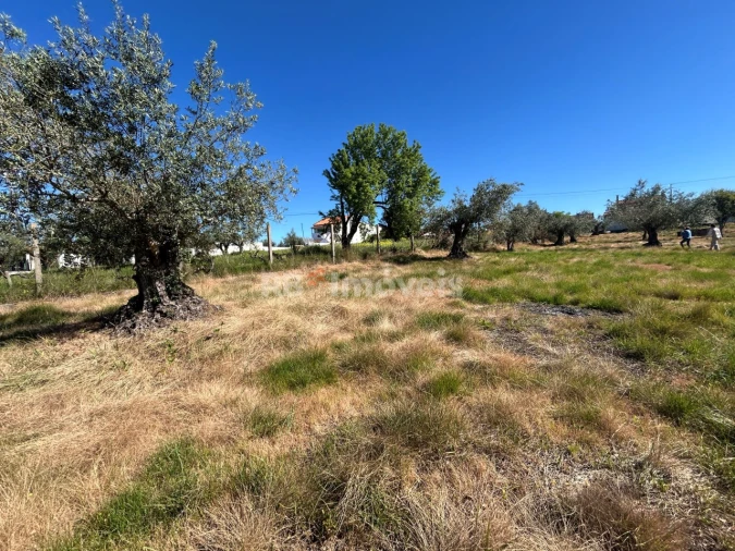 Terreno para Venda em São João Baptista e Santa Maria dos Olivais Foto 4