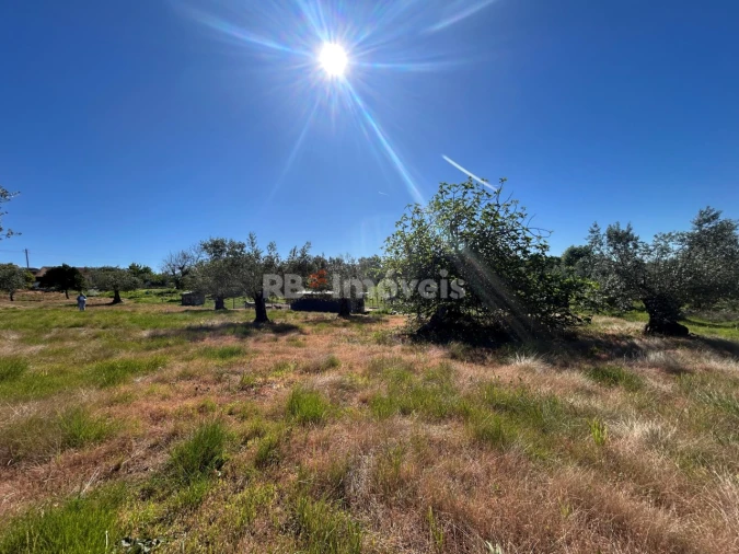 Terreno para Venda em São João Baptista e Santa Maria dos Olivais Foto 5