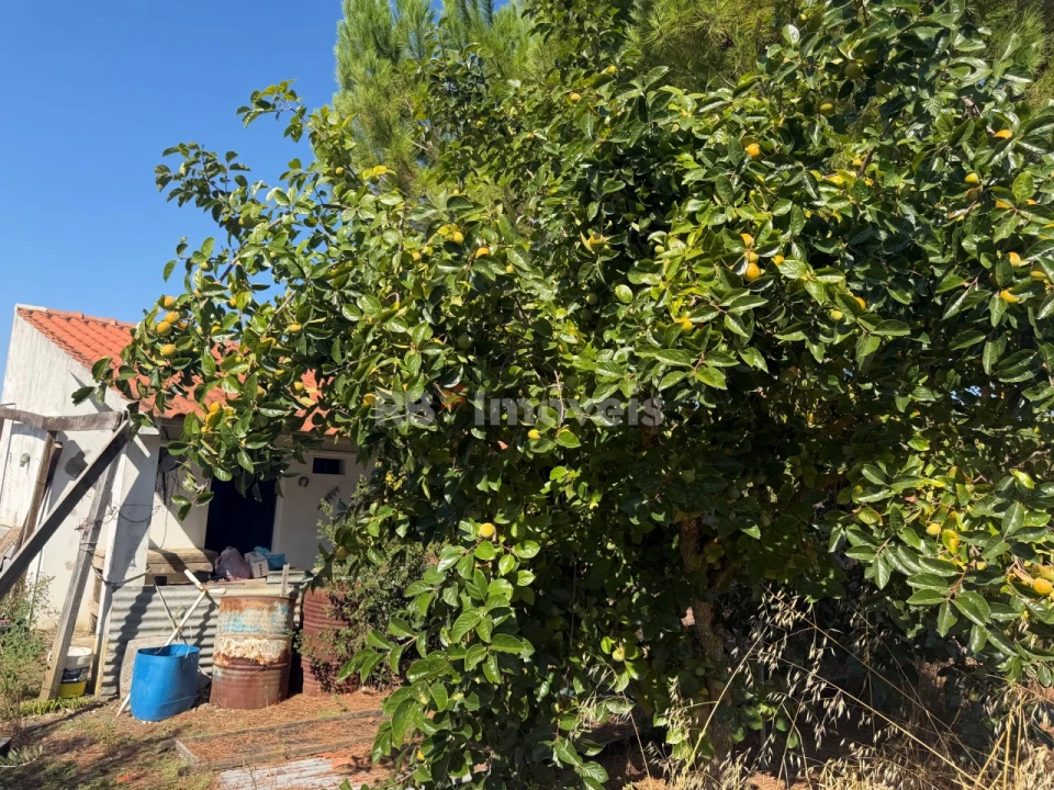 Terreno Agricola ou Rústico para Venda em Paialvo Foto 7