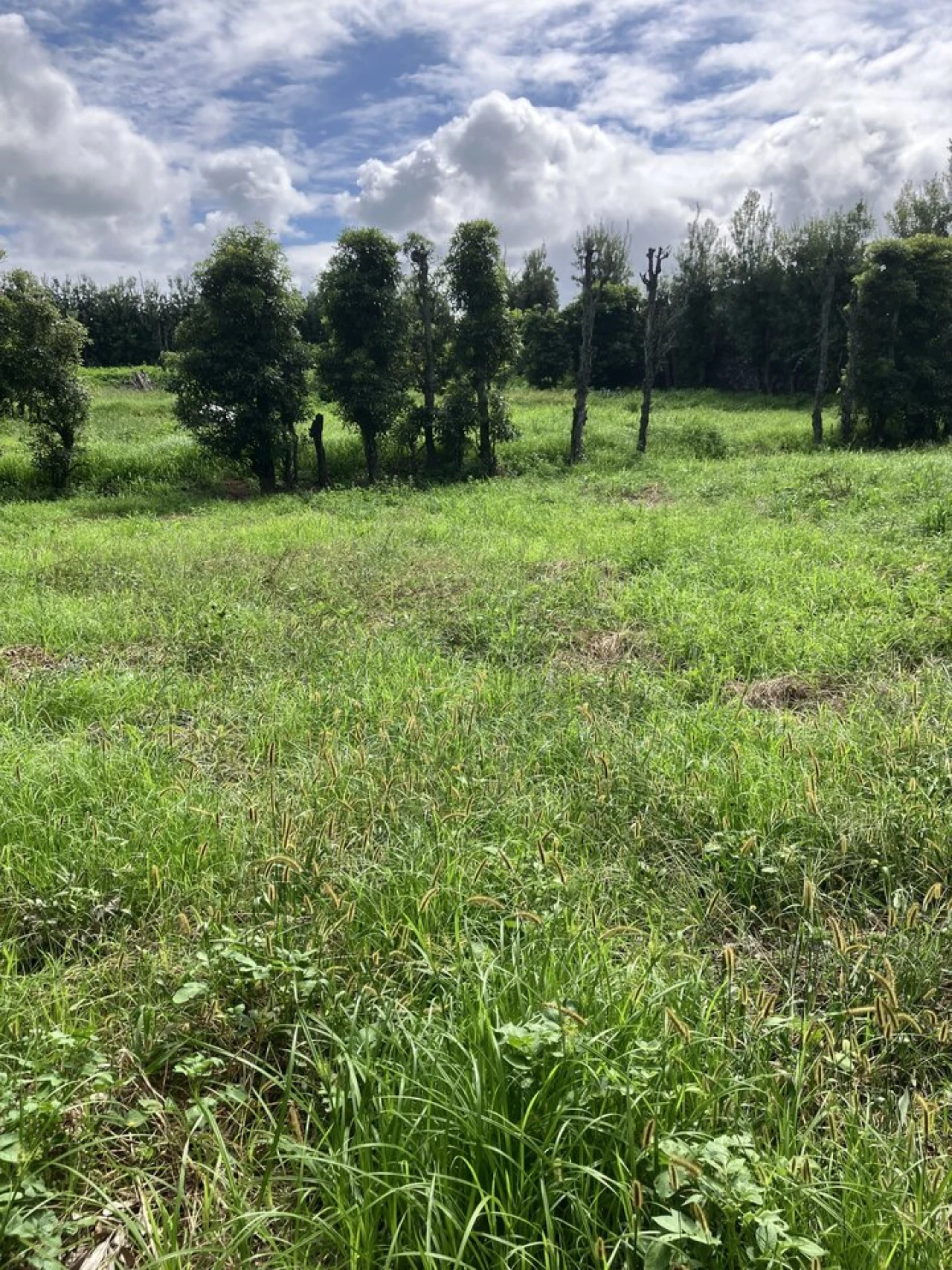 Terreno para Venda em Rabo de Peixe Foto 5