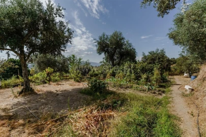 Terreno para Venda em Tortosendo