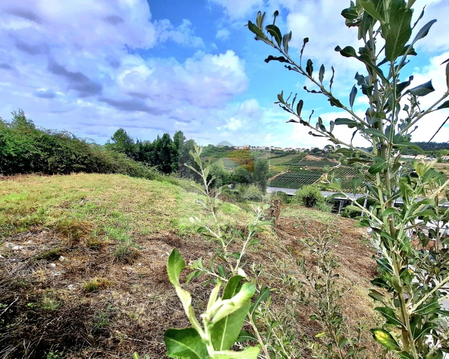 Terreno para Venda em Nossa Senhora do Pópulo, Coto e São Gregório Foto 11