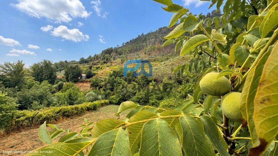 Terreno para Venda em Santa Marinha do Zezere Foto 18