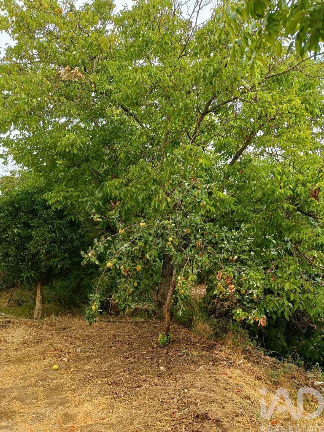 Moradia T2 para Venda em Gloria Foto 30