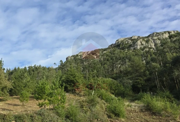 Terreno para Venda em Lamas e Cercal Foto 3