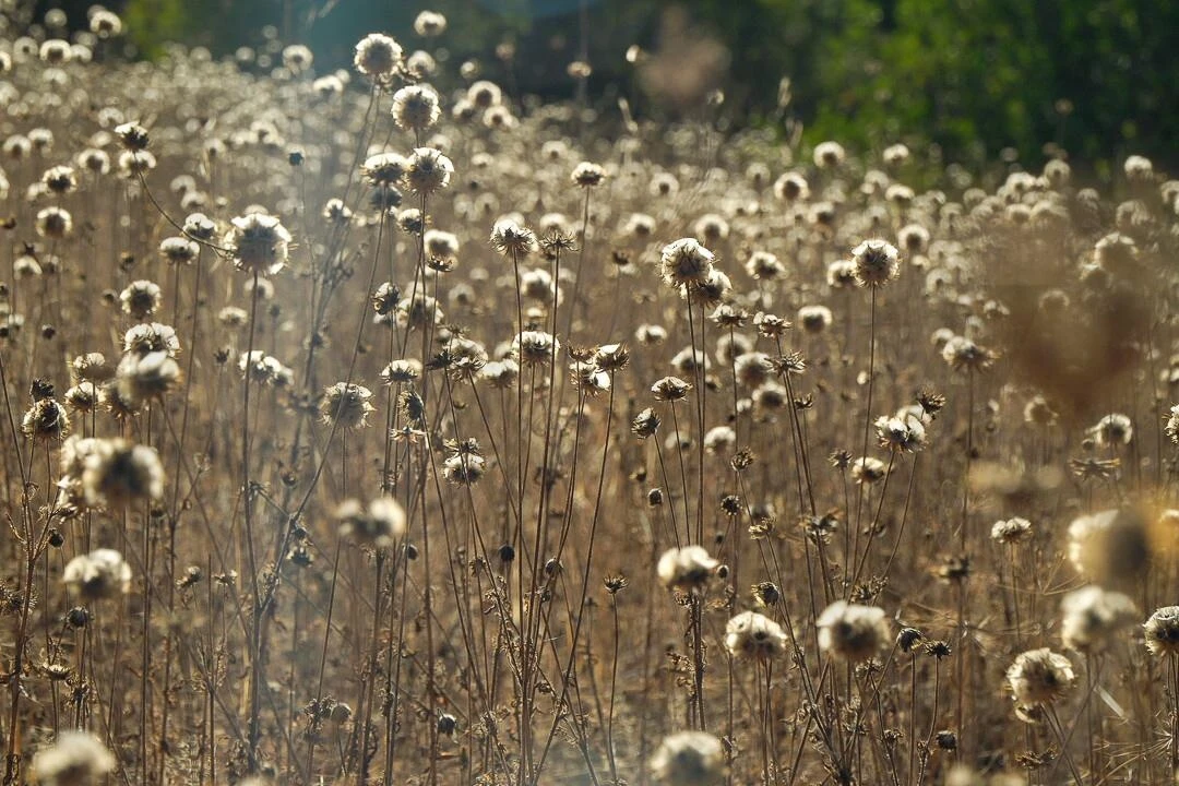Terreno para Venda em Loule (São Clemente) Foto 28