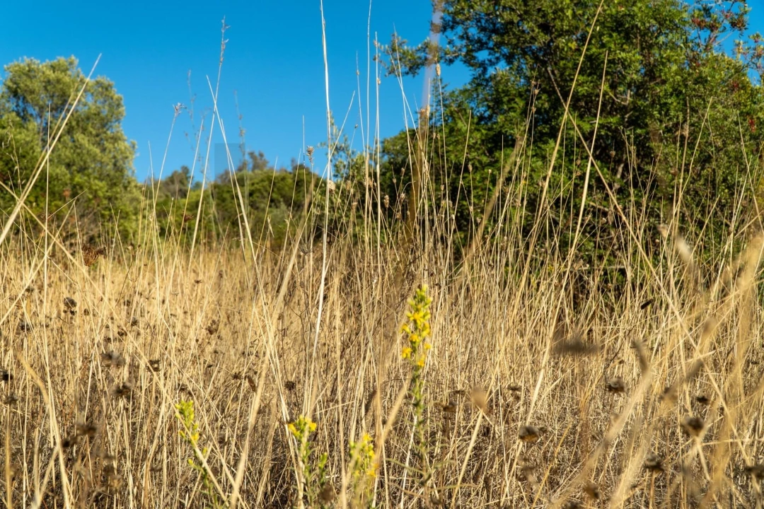 Terreno para Venda em Loule (São Clemente) Foto 19