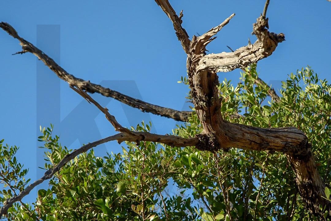 Terreno para Venda em Loule (São Clemente) Foto 30