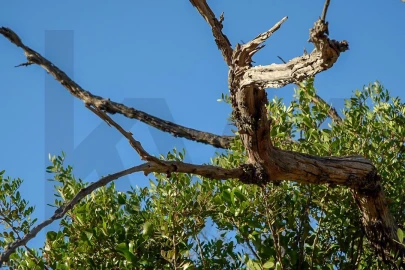 Terreno para Venda em Loule (São Clemente)
